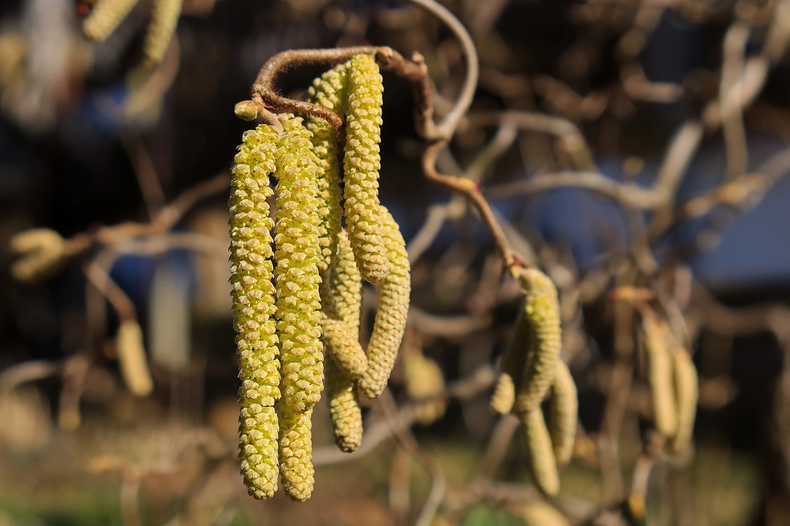 Korkenzieherhasel in Blüte