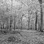 Korker Wald im Oktober