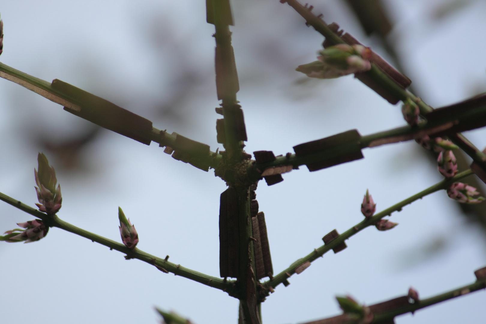 Korkleistenstrauch Euonymus alatus