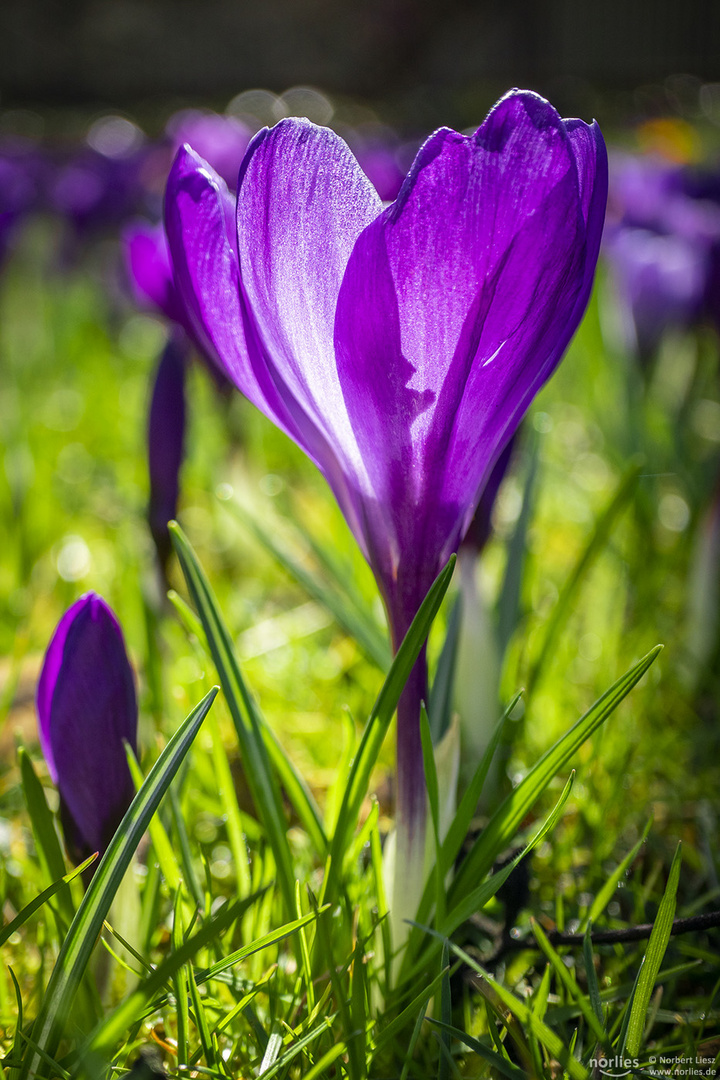 Korkus auf der Wiese