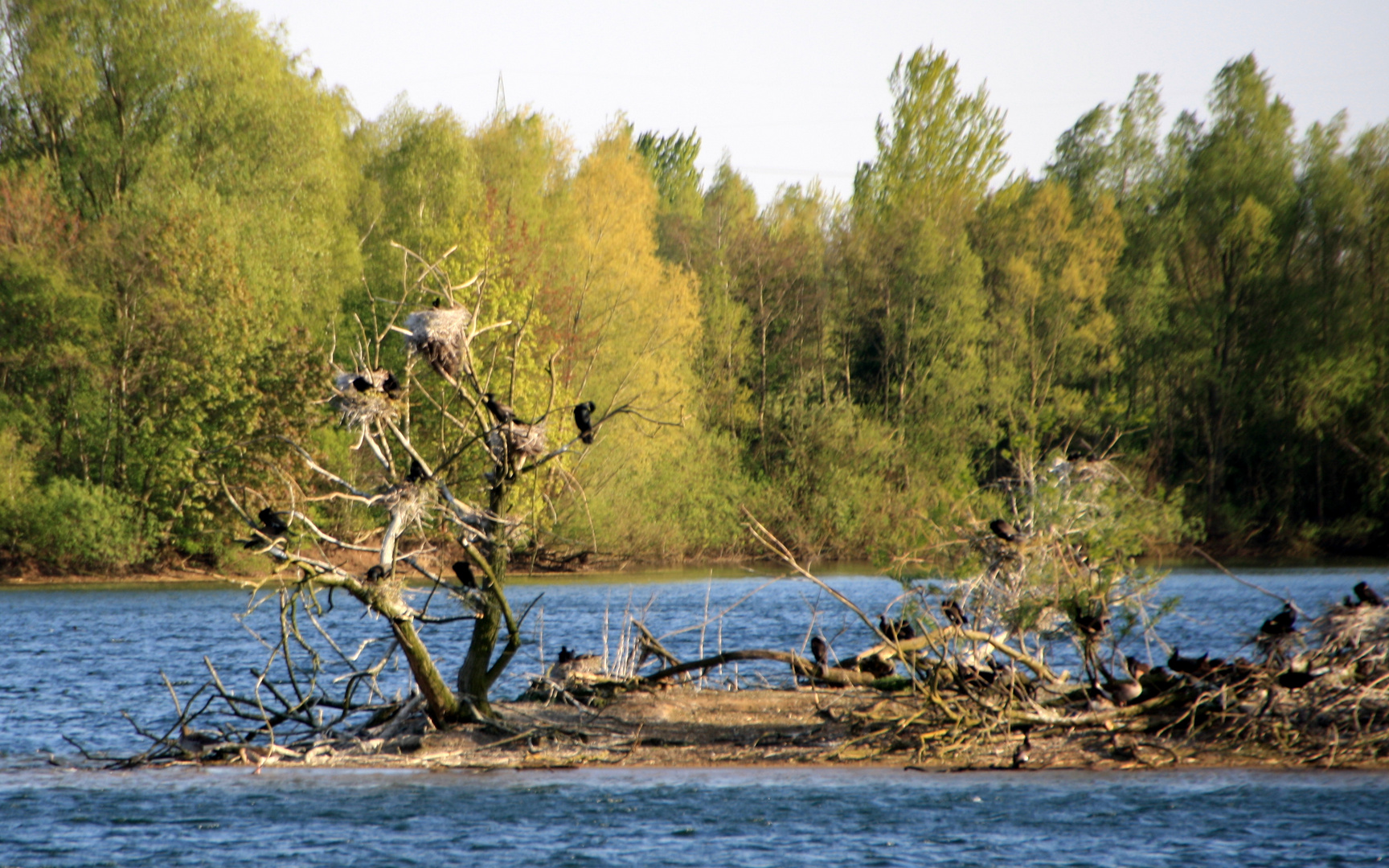 Kormaraninsel im Koldinger See