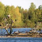 Kormaraninsel im Koldinger See