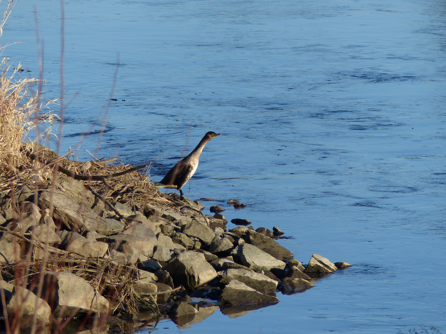 Kormonran an der Weser beim Wintersonnenbad