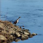 Kormonran an der Weser beim Wintersonnenbad