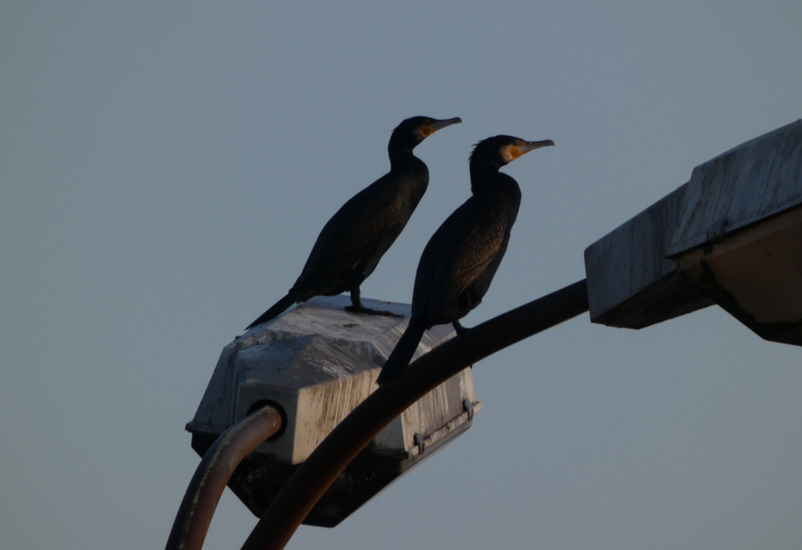 Kormonrane im Kohlehafen in Hamm