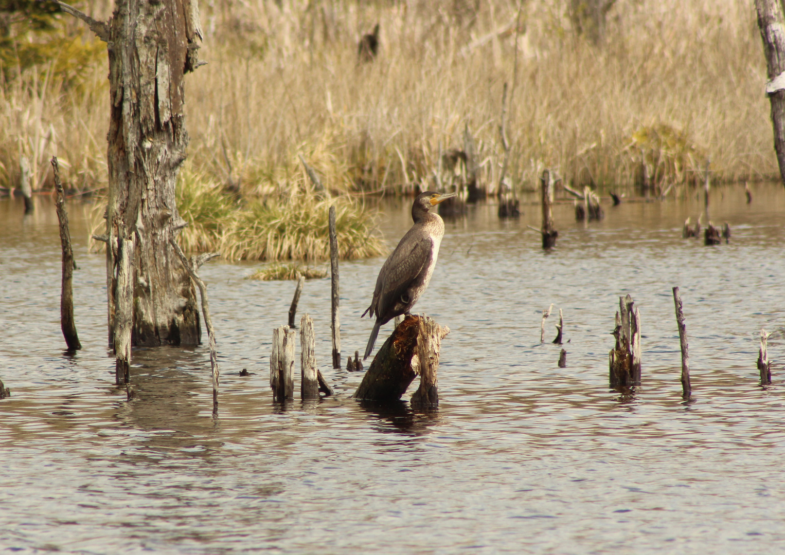 Kormoran