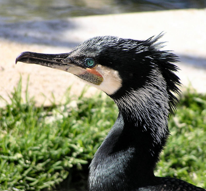 Kormoran