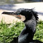 Kormoran