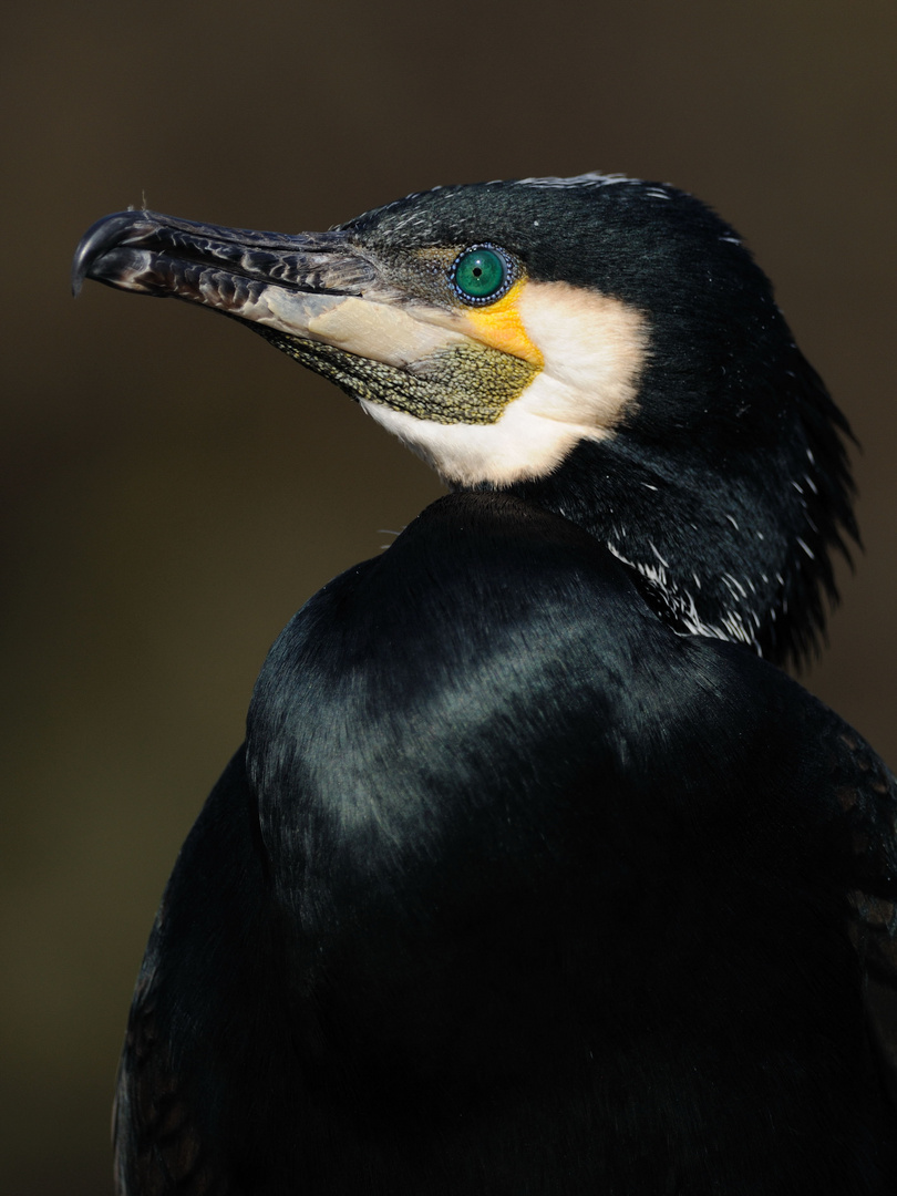 Kormoran