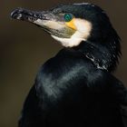 Kormoran