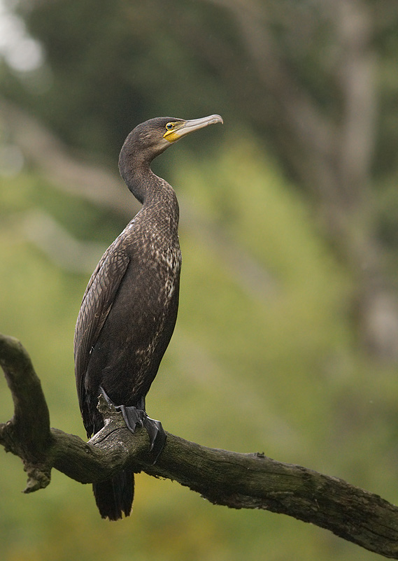 Kormoran