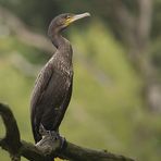 Kormoran