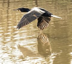 Kormoran 