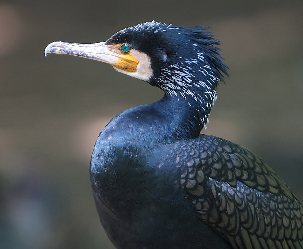 kormoran