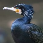 kormoran