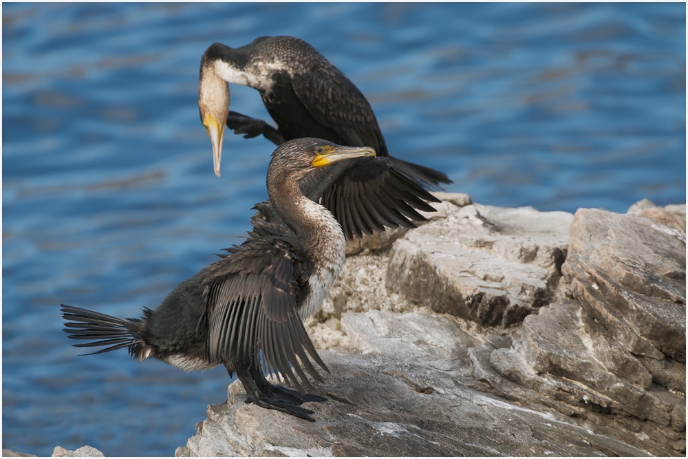 Kormoran 03 ( Süd-Afrika)