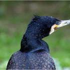 Kormoran