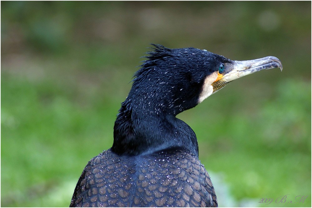 Kormoran