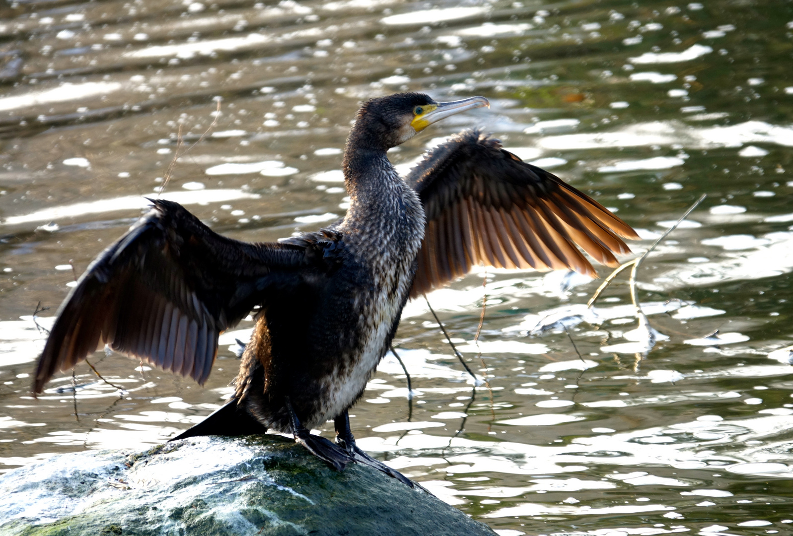 Kormoran