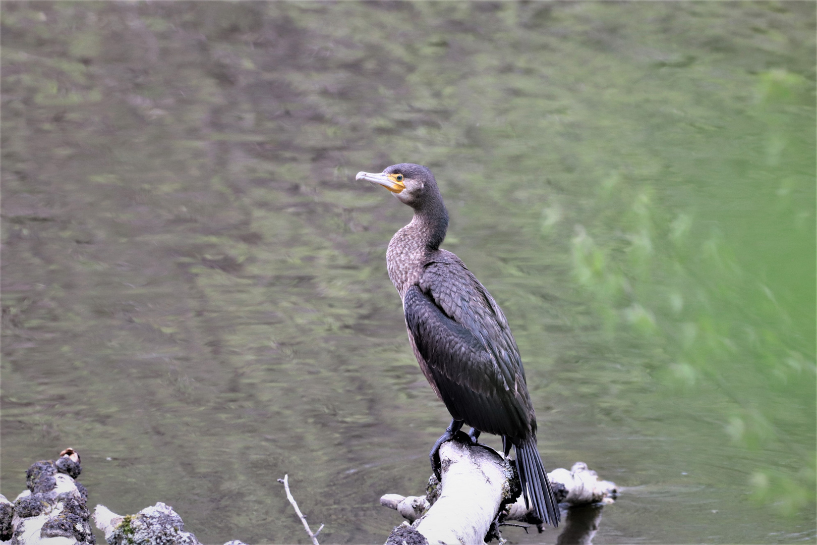 Kormoran...