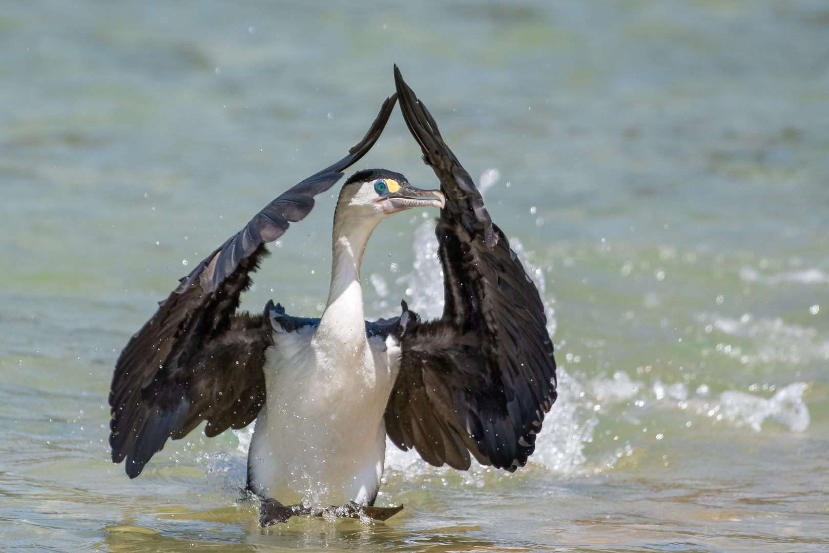 Kormoran