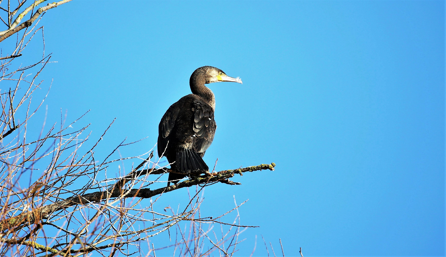 Kormoran 