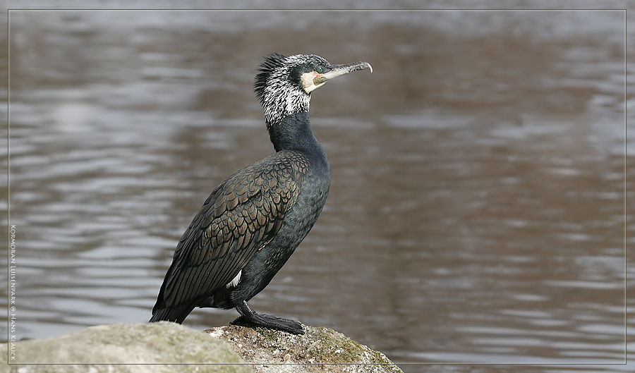 Kormoran ##