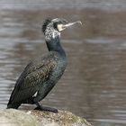 Kormoran ##