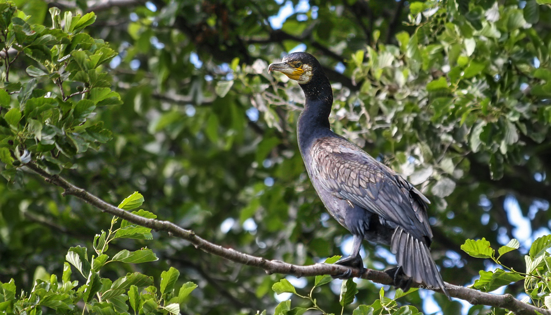 Kormoran