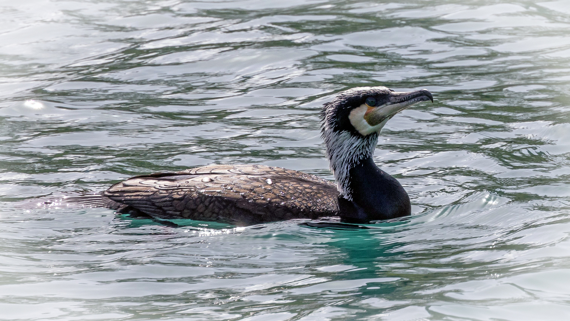 Kormoran