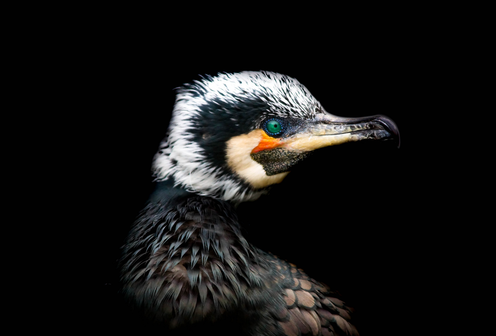 Kormoran 