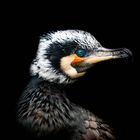 Kormoran 