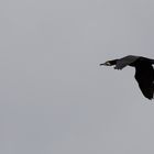 Kormoran