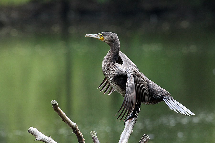 Kormoran