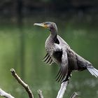 Kormoran