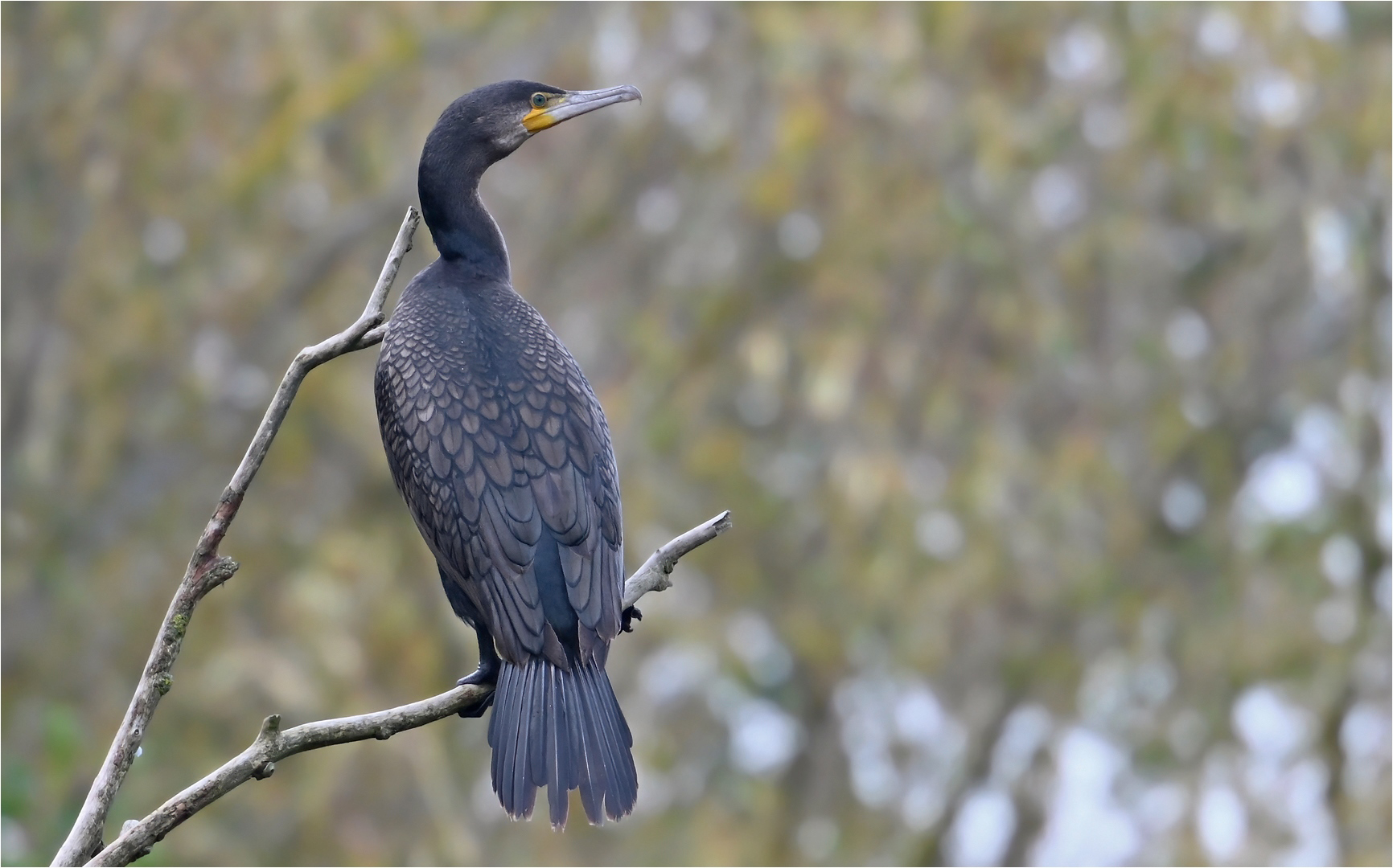 Kormoran