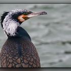 Kormoran 06