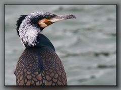 Kormoran 06