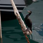 Kormoran 06