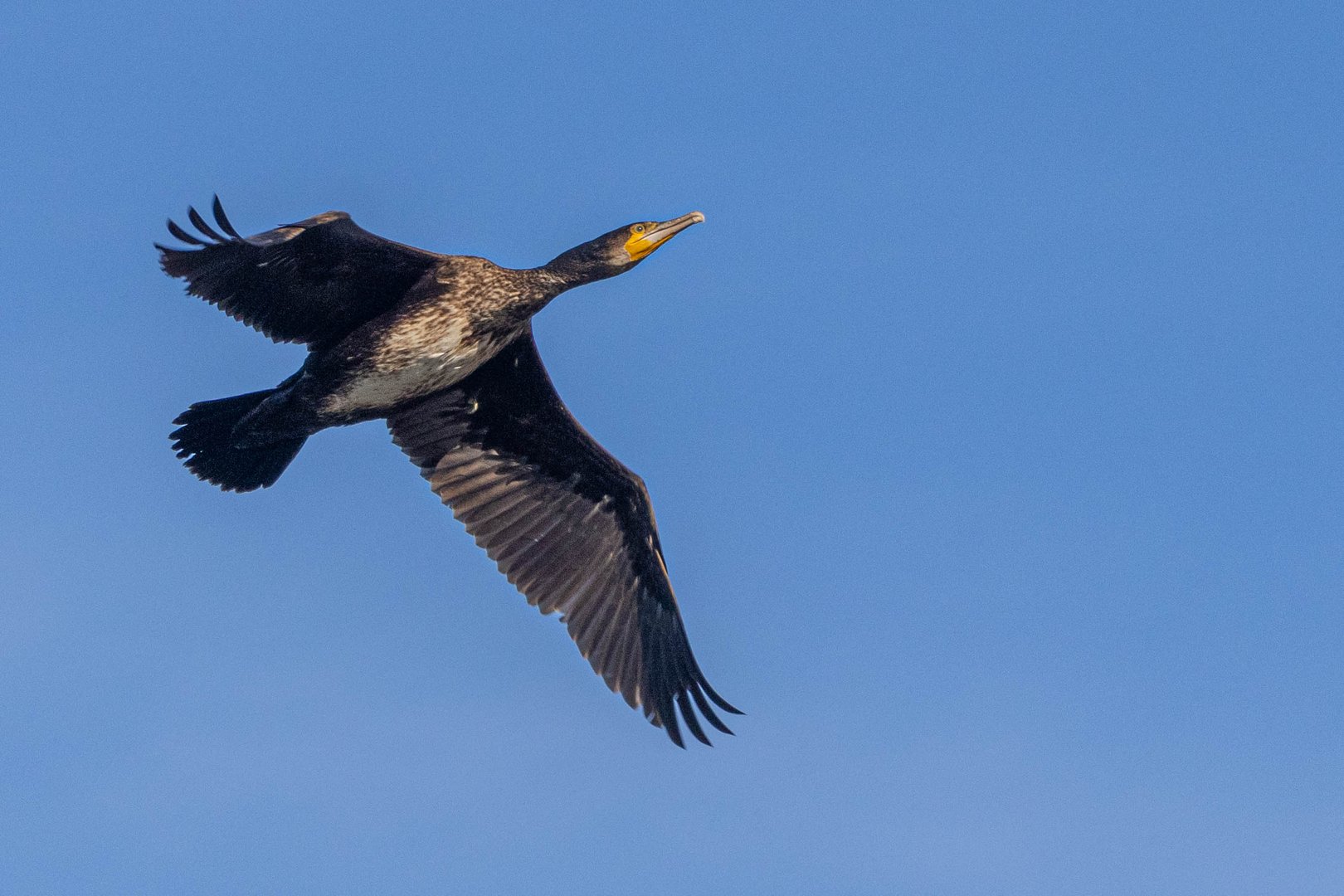 Kormoran