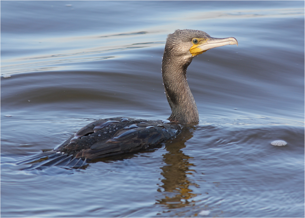 Kormoran