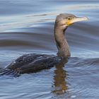 Kormoran