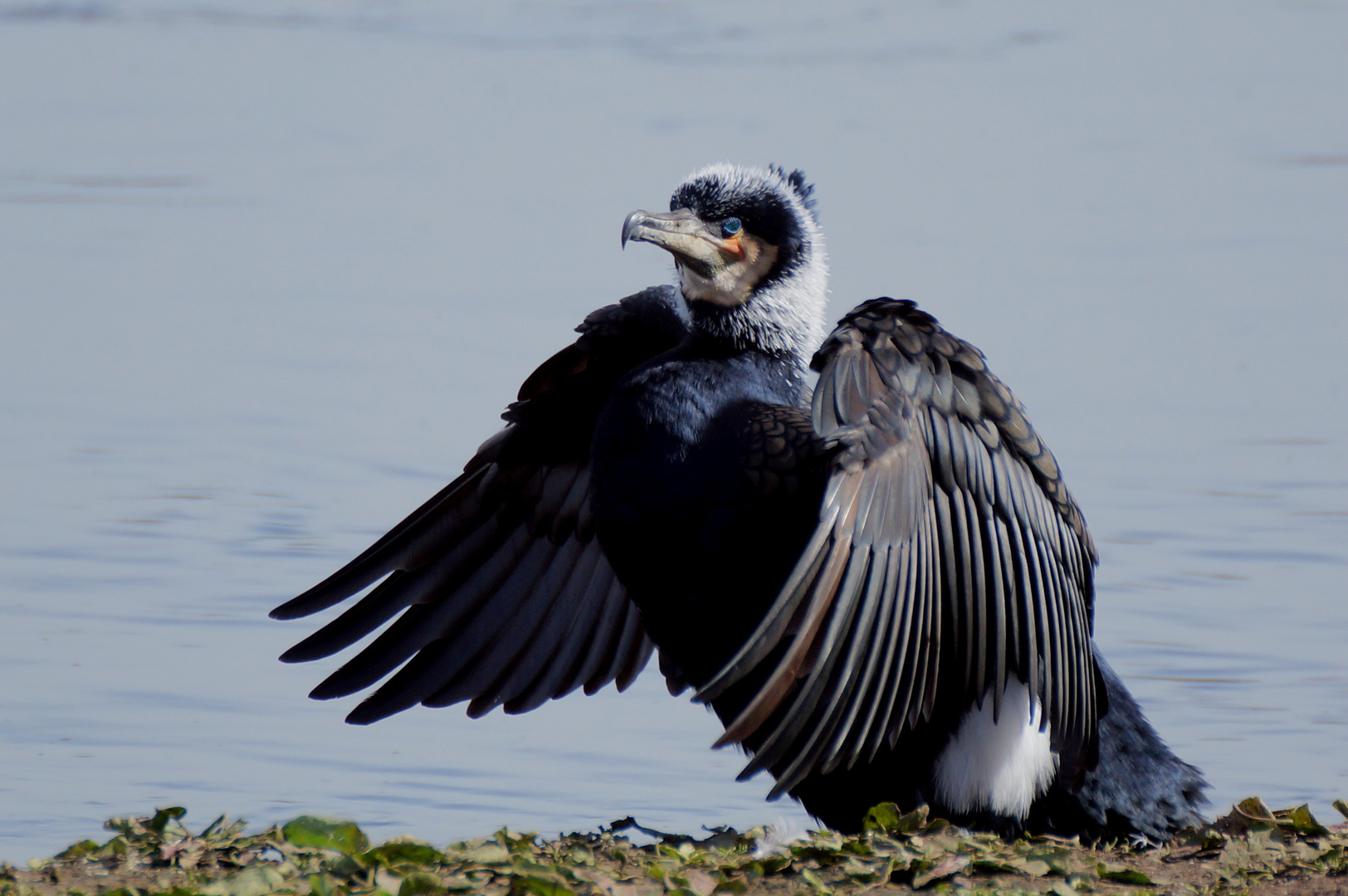 Kormoran