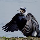 Kormoran