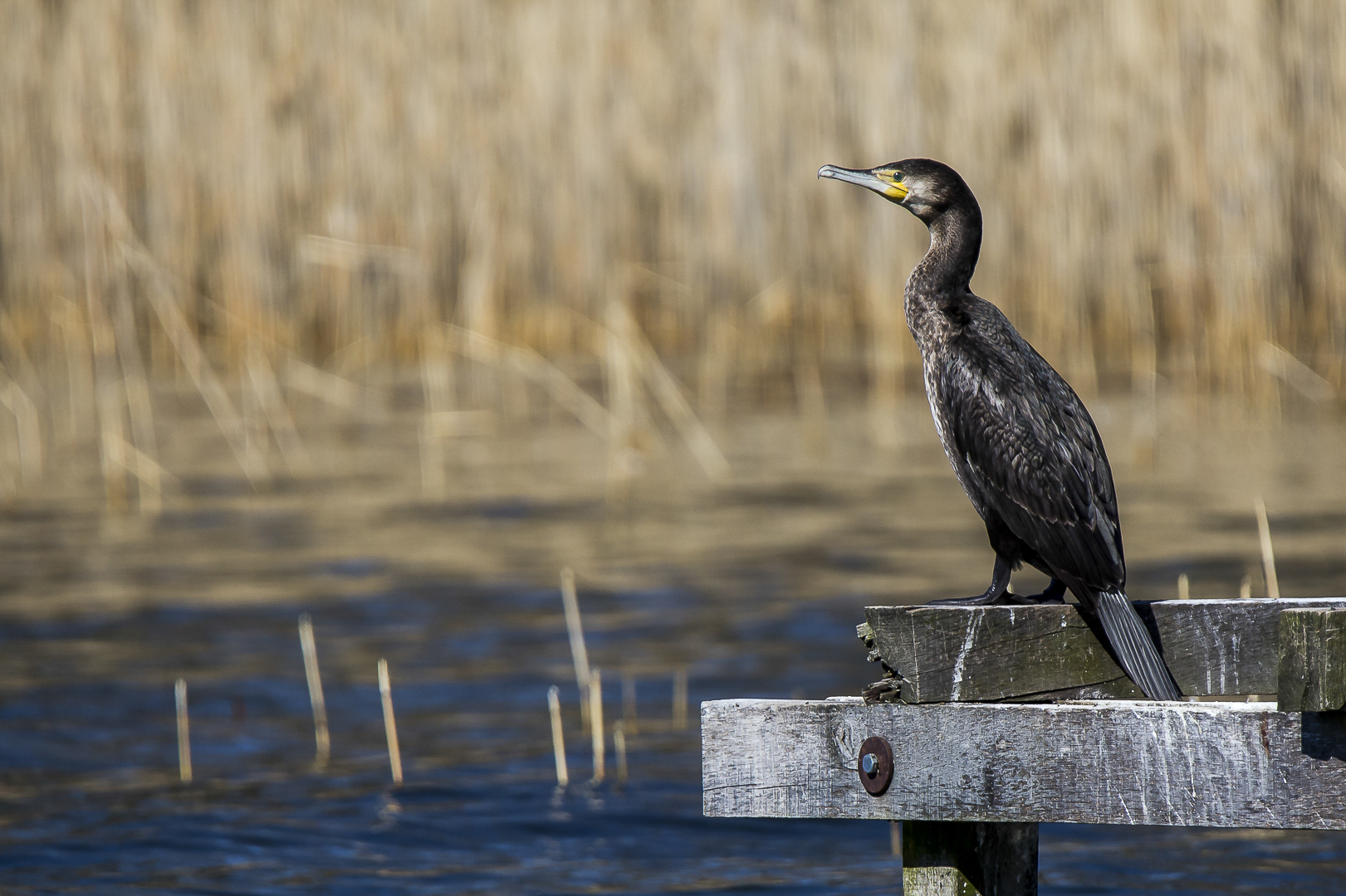 Kormoran