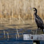 Kormoran