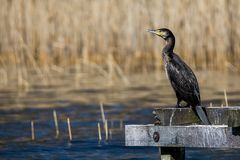 Kormoran