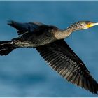 Kormoran