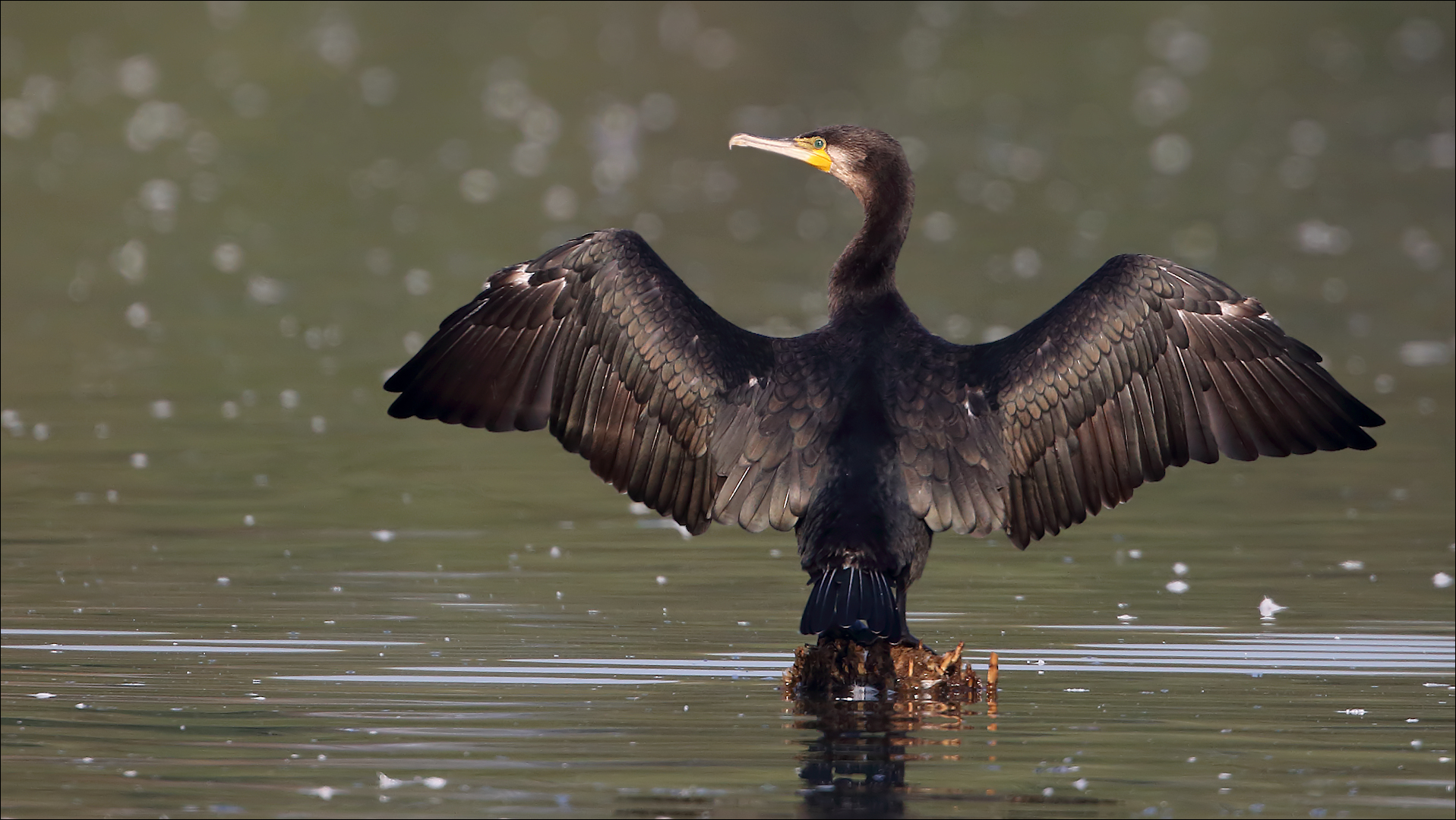 Kormoran