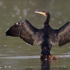 Kormoran